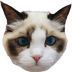 CHR